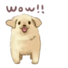 Golden Retriever Puppy 1-3 16