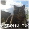 КрYтве стикеры 14
