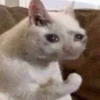 Suicide cats 15