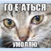 Suicide cats 16