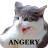 Funny animals 14