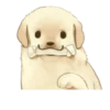Golden Retriever Puppy 1-3 20