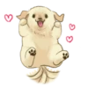 Golden Retriever Puppy 1-3 21