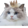 Kisunya_the_cat_Queen 17