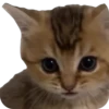Funny animals 15
