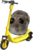 Mavka Hamster 21