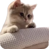 Funny animals 16