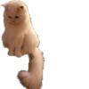 Kisunya_the_cat_Queen 20