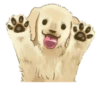 Golden Retriever Puppy 1-3 22