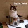 Suicide cats 19