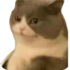 Funny animals 17
