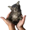 Funny animals 18