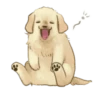 Golden Retriever Puppy 1-3 23