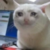 Suicide cats 20