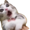 Funny animals 19