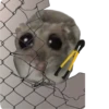Mavka Hamster 22