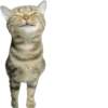 Kisunya_the_cat_Queen 21