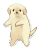 Golden Retriever Puppy 1-3 24