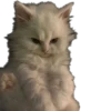 Kisunya_the_cat_Queen 22