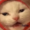 Suicide cats 21