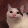 Suicide cats 22