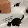 Suicide cats 23