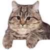 Memes Compilation 5 23