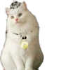 Kisunya_the_cat_Queen 23
