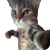 Funny animals 20