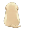 Golden Retriever Puppy 1-3 27
