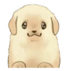 Golden Retriever Puppy 1-3 28