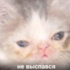 Suicide cats 24