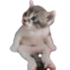 Funny animals 21