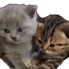 Funny animals 22