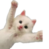 Kisunya_the_cat_Queen 24