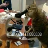 Suicide cats 25
