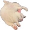 Kisunya_the_cat_Queen 26