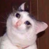 Suicide cats 26