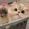 MaisonMargieIa 27