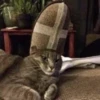 Suicide cats 27