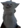 Kisunya_the_cat_Queen 27