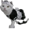Kisunya_the_cat_Queen 28