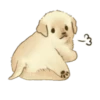 Golden Retriever Puppy 1-3 29