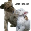 Funny animals 27