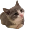 Kisunya_the_cat_Queen 29