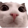 Funny animals 28