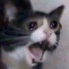 Suicide cats 28