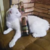 Suicide cats 29