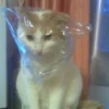 Suicide cats 30