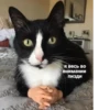 Cats as the meaning of life 5